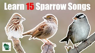 Learn 15 Common Sparrow Songs Eastern North America [upl. by Saucy]