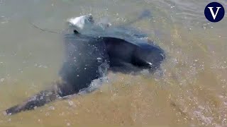 Una mantarraya o manta gigante embarranca en la playa de Calafell [upl. by Nohtiek169]