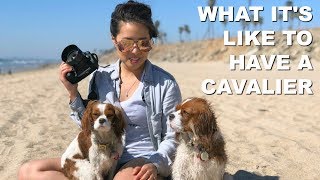 What Its Like To Have A Cavalier King Charles [upl. by Minor]