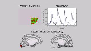 Retinotopic map reconstructed from magnetoencephalography MEG by VBMEG [upl. by Greenwell]