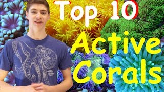 Top 10 Most Active Corals for Reef Tanks [upl. by Janifer51]