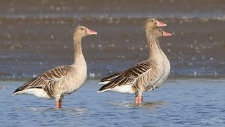 Greylag goose Call Sound Hunting [upl. by Paulita]