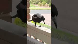 Smart Magpie uses Secret Entrance bird magpie smart tricks [upl. by Edy]