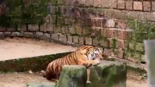 Novos moradores do Zoo tigres siberianos Dan e Baruk [upl. by Burkle61]