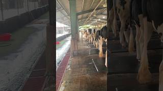 Modern cattle farm 🐂🐄🐂🐄viralvideo cow dairy animals farming dairfarm [upl. by Carmelia]