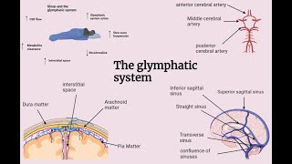 The glymphatic system in 4 diagrams [upl. by Sajet]