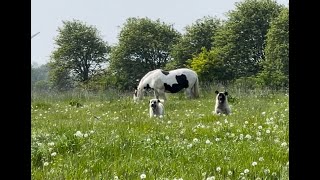 Pferdehof in Hinte Ostfriesland [upl. by Reyem]