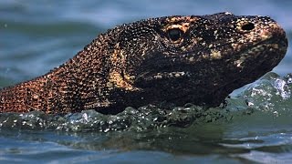 Heres What Makes Komodo Dragons So Powerful [upl. by Novaelc]