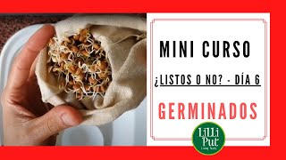 🥗 COMER GERMINADOS de alfalfa y legumbres a partir de aquí 👉 Cultivo de GERMINADOS DÍA 6️⃣ [upl. by Tomasine]