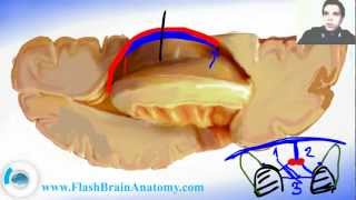 Ventricular System and Brain Ventricles Anatomy [upl. by Ime8]