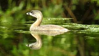 Piedbilled Grebe [upl. by Rafter]