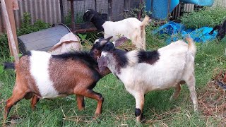 Embek Embek Goat Goat Park Goat Sound Kambing Lucu [upl. by Goldner]