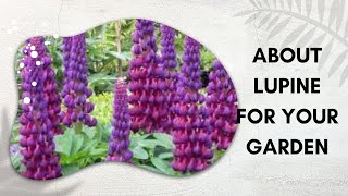 15 FAQs About Lupine for Your Garden [upl. by Daffie807]