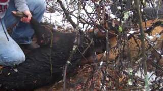 Central Texas Hog Hunting with dogs Deleon PigMP4 [upl. by Alwitt]