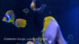 Chaetodon Auriga Lunula and Kleinii [upl. by Brenda]