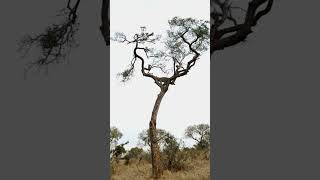 Monkey Trapped in Tree with Hungry Leopard [upl. by Bayly]