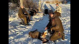 Rådyrjakt i Leksvik  Beagleaction [upl. by Ttegdirb169]