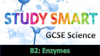 B2 Enzymes EDEXCEL [upl. by Alodie]