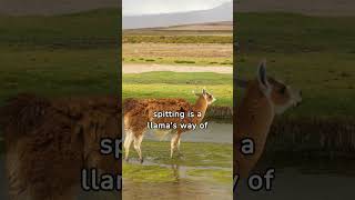 Understanding Why Llamas Spit [upl. by Roger]