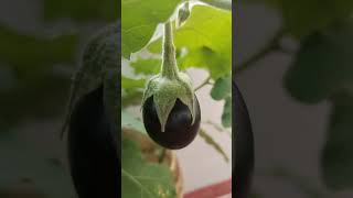 Black brinjal నల్ల వంకాయ food kurnoolpotti harvesting organicfarming [upl. by Ilonka911]