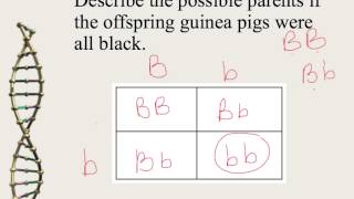 Mendelian Genetics and Punnett Squares [upl. by Alisun]