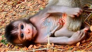 Oh no  Newborn baby monkey falling upside down because red ant biting him [upl. by Yesdnil]