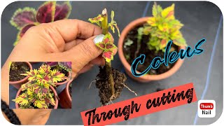 Coleus plant care  How to grow coleus through cutting  Coleus plant video viralvideo yt coleus [upl. by Acsirp]