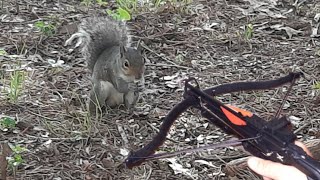 Hunting Squirrels with a Mini Crossbow [upl. by Scheers]