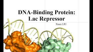 DNAbinding protein Lac repressor [upl. by Edy]