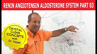 Renin Angiotensin Aldosterone System  RAAS Part 3👨‍⚕️ [upl. by Flann]