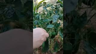 طريقة حصاد بذور او زريعة الكتان lin linum linaceae بذور seed grain [upl. by Ariamat]