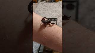 Juvenile Heterometrus spinifer Asian Forest Scorpion 🦂👑 scorpion fast cute pets beautiful [upl. by Corty]