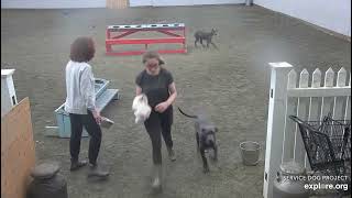 Arena Brekkies Blues Elwood sister Piper then Jake DonnaC Emeline 5192024 exploreorg [upl. by Enniotna853]