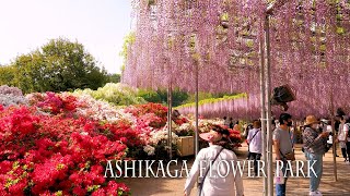 【New Camera Debut1】Japanese wisterias of Ashikaga Flower Park 2022 あしかがフラワーパーク [upl. by Awra363]