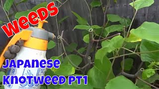 Treating Japanese Knotweed pt 1  Weeds [upl. by Gradeigh1]