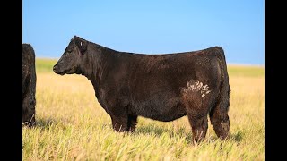 Reimann Pasture Sale 2024  Tag 111 [upl. by Stevens]