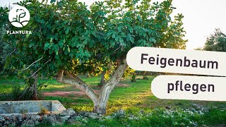 Feigenbaum pflanzen Tipps vom Kaufen bis zum Pflegen [upl. by Hernando]