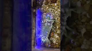 Mantis Shrimp upside down [upl. by Atik958]