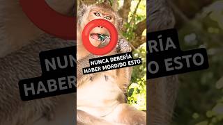 🐒 La CURIOSIDAD de este MONO fue demasiado lejos [upl. by Sumedocin]