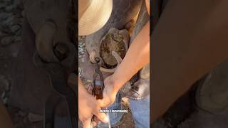 Horse hoof restoration satisfying horsehoof shortsviral horse [upl. by Littell]