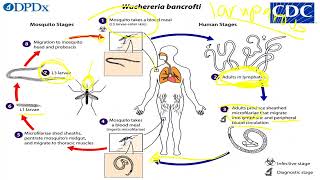 Filarial nematodes [upl. by Aseret]