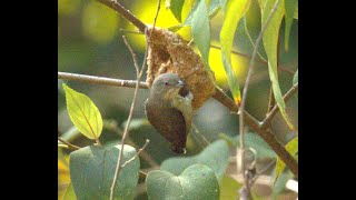 Thickbilled flowerpecker  Nesting  Documentary  Photography  Wildlife [upl. by Clementi]