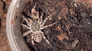 Liphistius sp Khao Luang feeding [upl. by Renato]