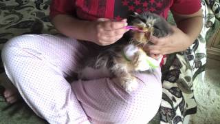 SPOON FEEDING A SICK CAT [upl. by Eseilenna]