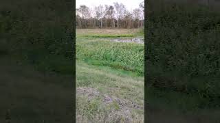 🌜💫 lake trails  marshes outdoors lakes lakeside marshes workout workoutmotivation fitness [upl. by Waite]