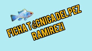 ¿es difícil cuidar al pez Ramírezi ficha técnica pez Ramírezi [upl. by Zined]