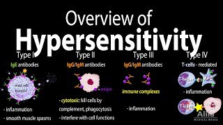 Hypersensitivity Overview of the 4 Types Animation [upl. by Pantia]