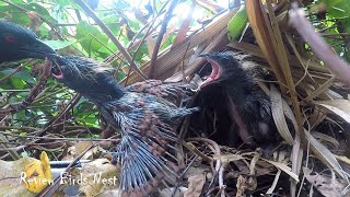 Greater Coucal Bird brings food to feed the babies in their nest P33 birdslover [upl. by Feldt]