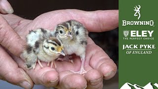 Gamekeepers Diary hatching and rearing gamebirds [upl. by Ettenoitna308]