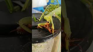 Mantis eating cockroach 5 mantis insect shortsvideo [upl. by Merell194]